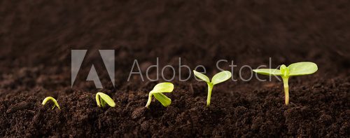 Fototapeta Growing Plant Sequence in Dirt - a seedling grows progressively taller in dirt - metaphor for success or growth