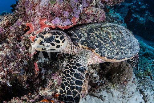 Fototapeta Hawksbill Sea Turtle on Reef