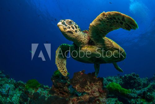 Fototapeta Hawksbill Sea Turtle