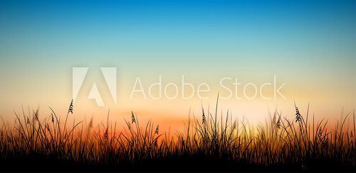 Fototapeta Herbe en contre jour vectorielle 1