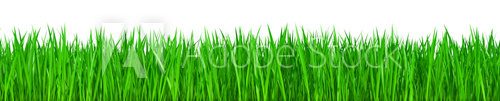 Fototapeta Herbe sur fond blanc 4