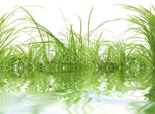 Fototapeta herbe
