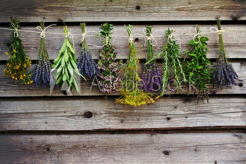 Fototapeta Herbs drying on the wooden barn in the garden