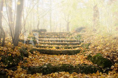 Fototapeta Herbst, Treppe im Nebel, Weg nach oben