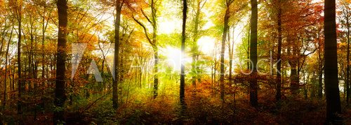 Fototapeta Herbstlicher Wald mit goldener Sonne