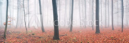 Fototapeta Herbstwald Panorama