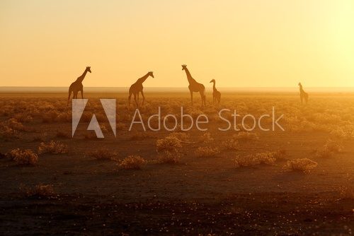 Fototapeta Herd of giraffes at sunrise