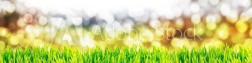 Fototapeta Hintergrund grÃ¼ne Wiese