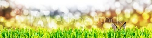 Fototapeta Hintergrund grÃ¼ne Wiese mit Hase