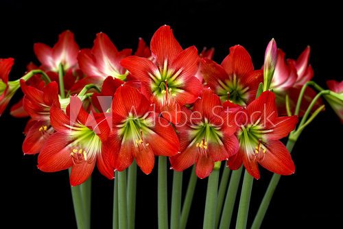 Fototapeta Hippeastrum isolated on black background.