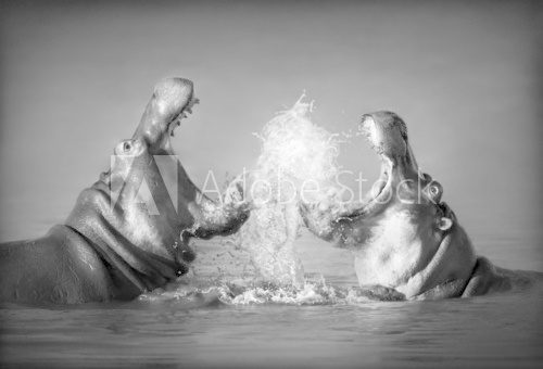 Fototapeta Hippo's fighting