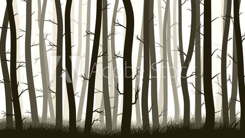 Fototapeta Horizontal illustration with many pine trees.
