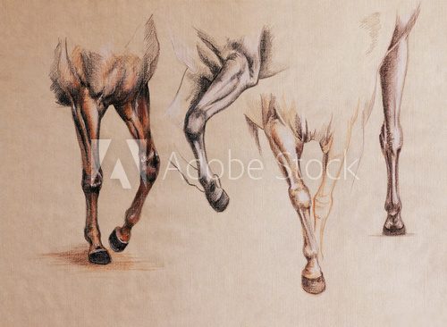Fototapeta horse legs study