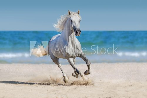 Fototapeta Horse run against the ocean
