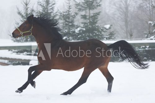 Fototapeta Horse running in winter