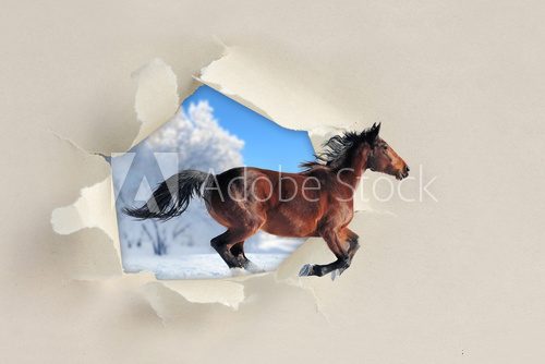 Fototapeta Horse running through a hole torn the paper
