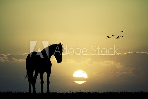 Fototapeta horse silhouette at sunset