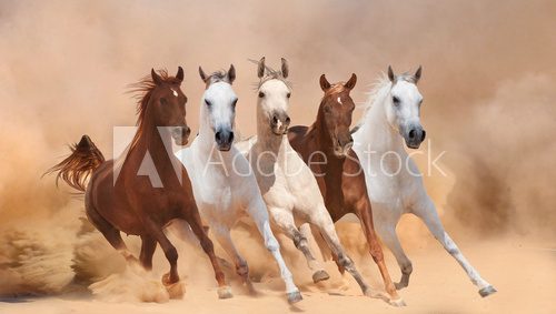 Fototapeta Horses in dust