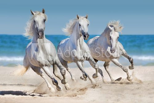 Fototapeta Horses run along the coast