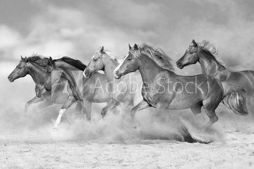 Fototapeta Horses run gallop isolated on desert dust. Black and white