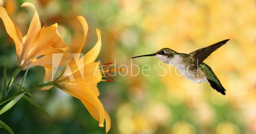 Fototapeta Hummingbird (archilochus colubris) hovering next to a yellow lil