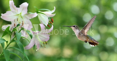 Fototapeta Hummingbird hovering next to a pretty lily flowers panoramic vie