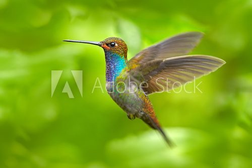 Fototapeta Hummingbird in flight, green forest nature habitat, White-tailed Hillstar, Urochroa bougueri,  Montezuma, Colombia
