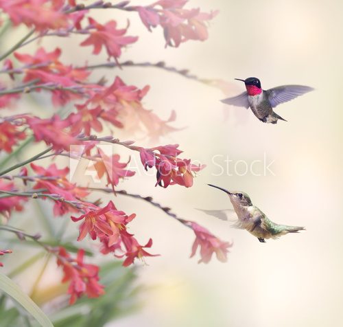 Fototapeta Hummingbirds and Red Flowers