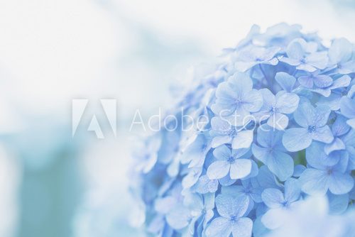 Fototapeta hydrangea flower