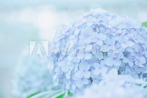Fototapeta hydrangea flower