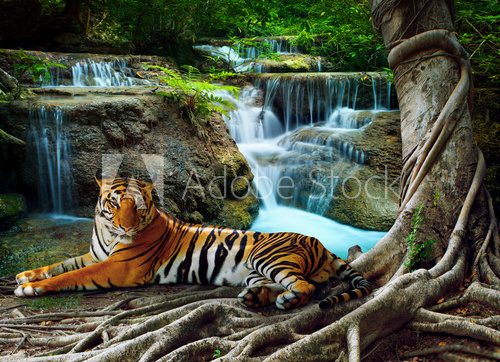 Fototapeta indochina tiger lying with relaxing under banyantree against bea