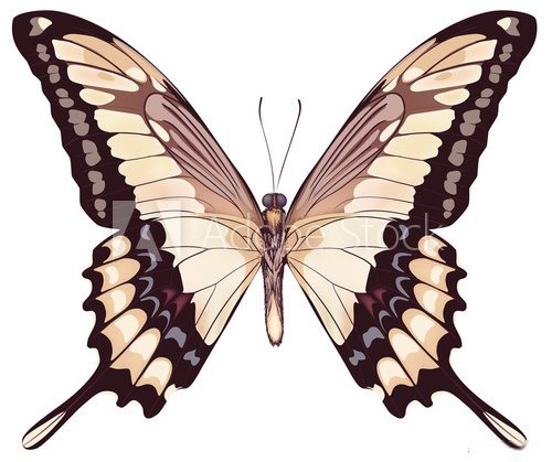 Fototapeta Isolated Light Butterfly VectorIllustration