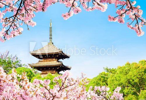 Fototapeta Japan. Kyoto Ninna-ji temple pagoda in april spring.Famous spot for cherry blossoms.UNESCO world heritage.