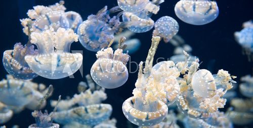 Fototapeta Jellyfish, S.E.A. Aquarium,  Singapore