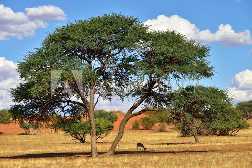 Fototapeta Kalahari desert, Namibia