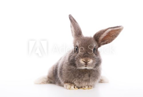 Fototapeta kaninchen