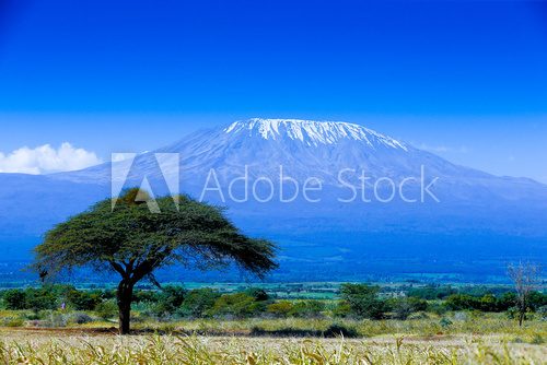 Fototapeta Kilimanjaro landscape