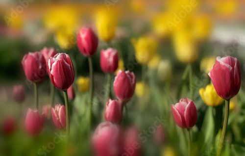 Fototapeta Kolorowa łąka tulipanów w blasku wiosny