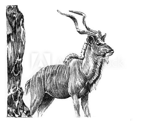 Fototapeta Kudu Pen and Ink