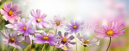 Fototapeta kwiaty