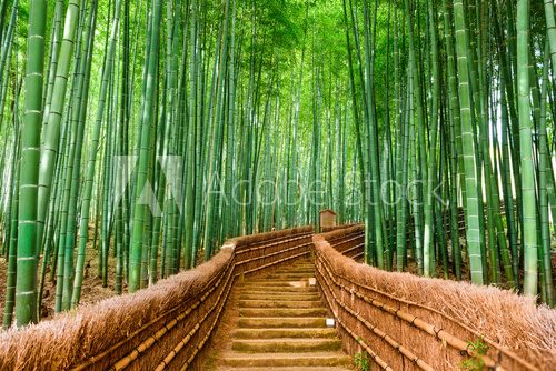 Fototapeta Kyoto, Japan Bamboo Forest