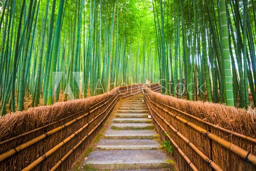 Fototapeta Kyoto, Japan Bamboo Forest