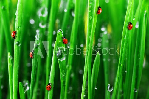 Fototapeta ladybug on fresh green grass
