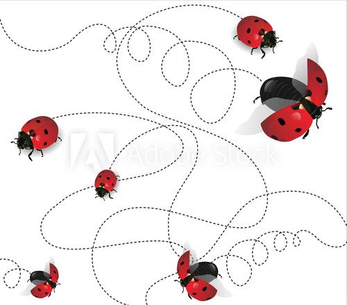 Fototapeta Ladybugs