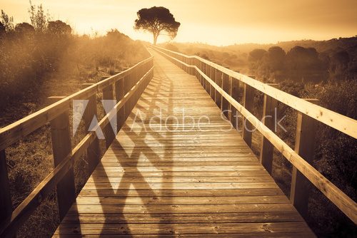 Fototapeta landscape of a wooden path with a tree at sunset