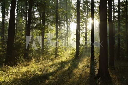Fototapeta Landscape of deciduous forest on a foggy spring morning