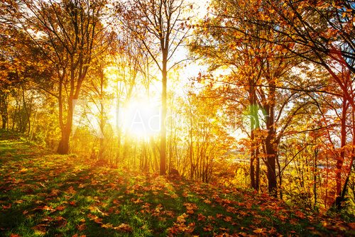 Fototapeta landscape of forest in morning in seattle