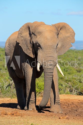 Fototapeta Large African elephant bull (Loxodonta africana), Addo Elephant National park, South Africa.