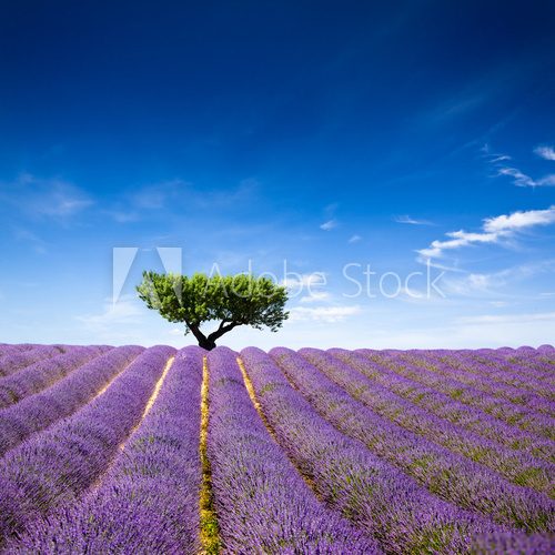 Fototapeta Lavande Provence France / lavender field in Provence, France