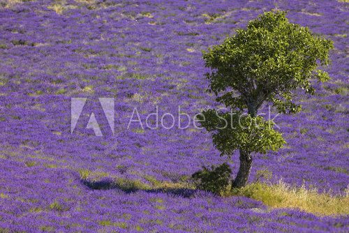 Fototapeta Lavendel Provence Suedfrankreich